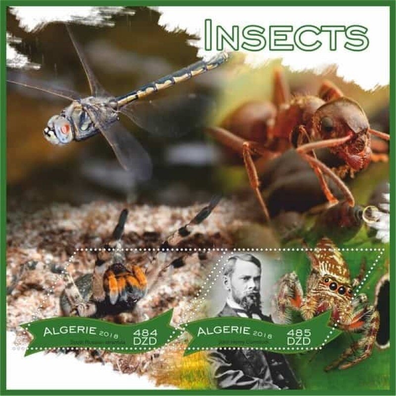 Insects