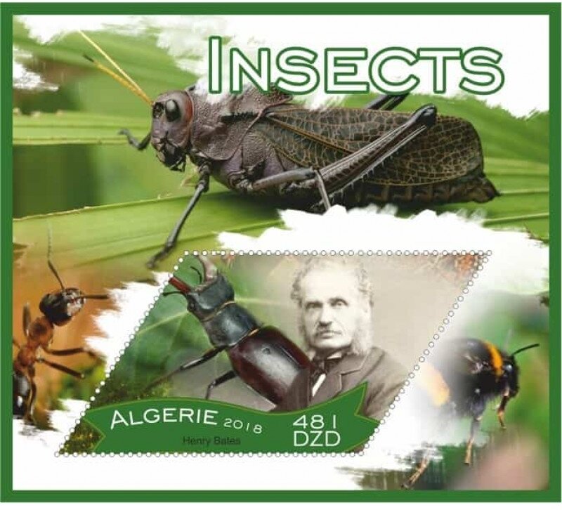 Insects
