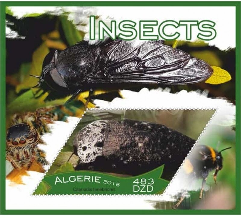 Insects