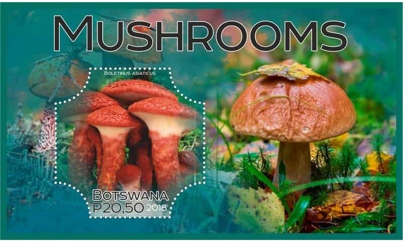 Mushrooms