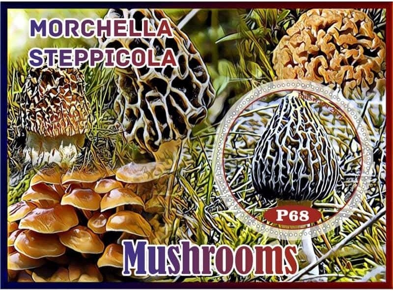 Mushrooms
