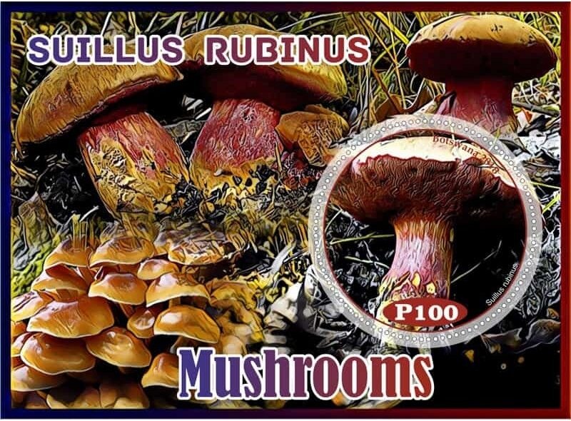Mushrooms