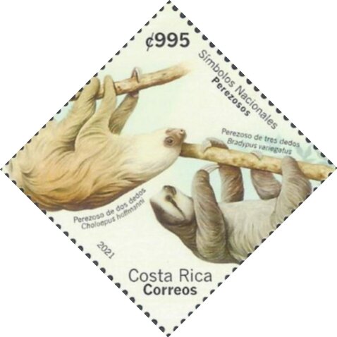 New National Animal : Sloths (Bradypus sp. and Cholepus sp)