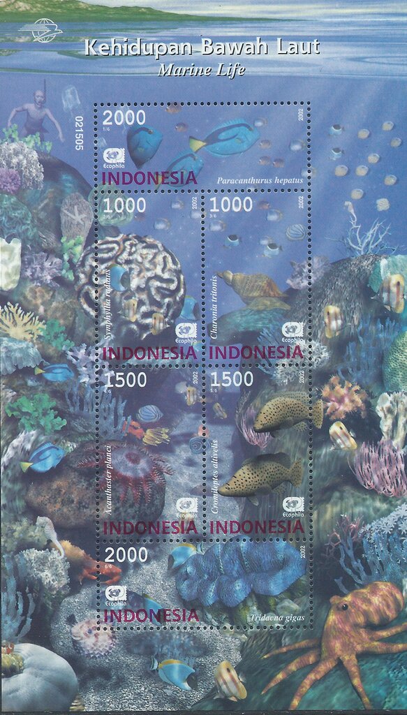 International Environment Day: Marine Fauna.