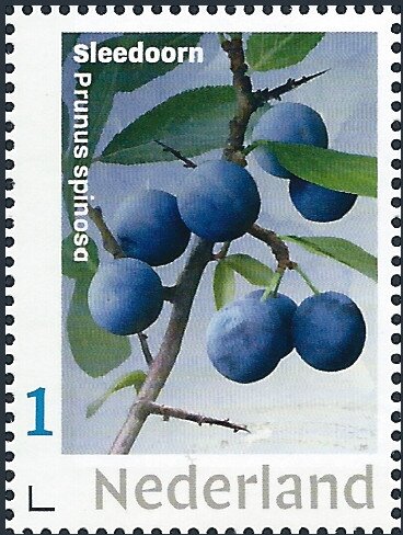 Blackthorn - Prunus spinosa