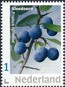 Stamp, Blackthorn - Prunus spinosa, Netherlands- Personalized stamps,  , Fruits, Plants (Flora)