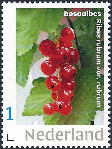 Blueberry - Ribes rubrum var. rubrum