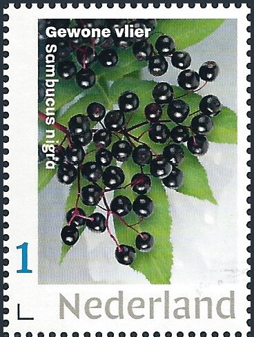 Common Elder - Sambucus nigra