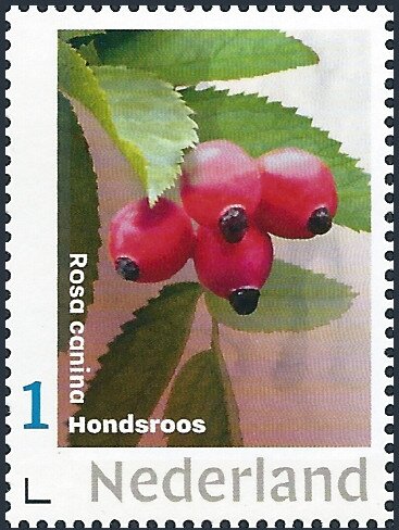 Dog Rose - Rosa canina