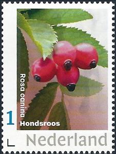 Stamp, Dog Rose - Rosa canina, Netherlands- Personalized stamps,  , Fruits, Plants (Flora)