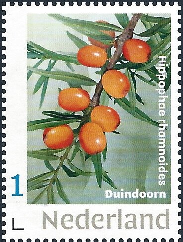 Sea Buckthorn - Hippophae rhamnoides