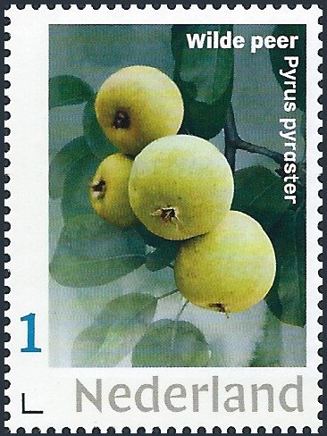 Wild pear - Pyrus pyraster
