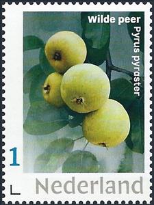 Stamp, Wild pear - Pyrus pyraster, Netherlands- Personalized stamps,  , Fruits, Plants (Flora)