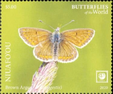 Brown Argus (Aricia agestis)