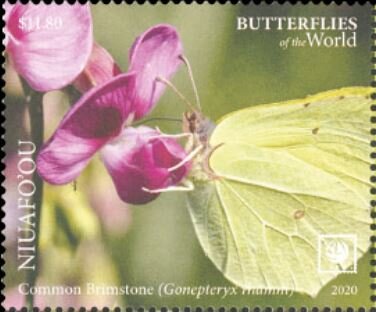 Common Brimstone (Gonepteryx rhamni)