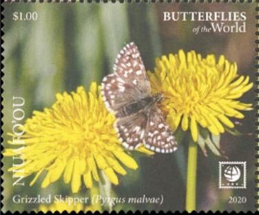 Grizzled Skipper (Pyrgus malvae)