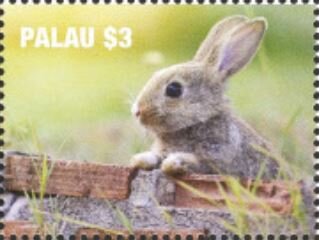 Rabbit