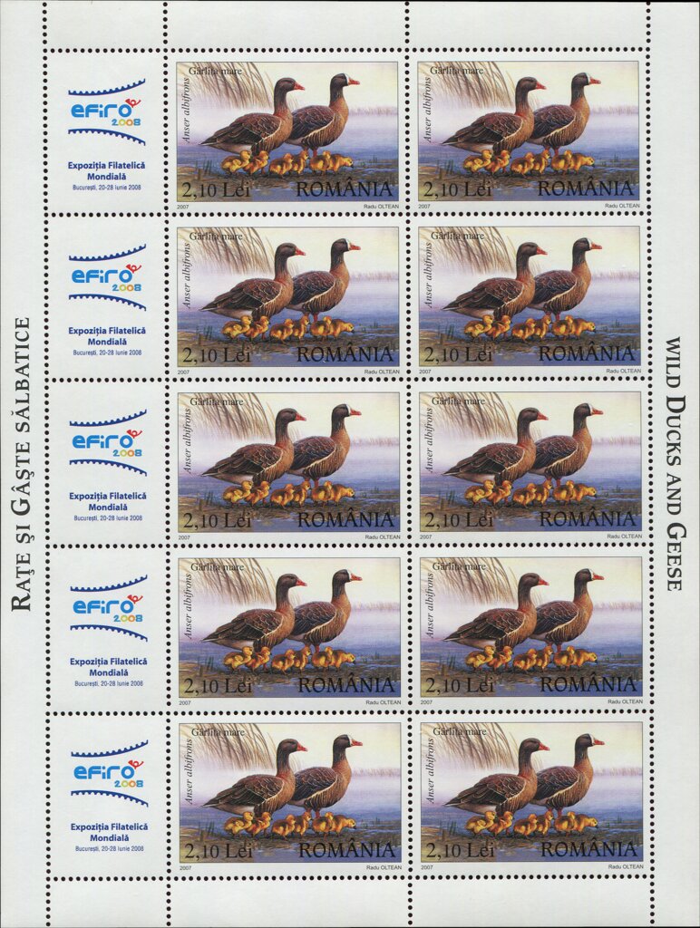 Greater White-fronted Goose (Anser albifrons)