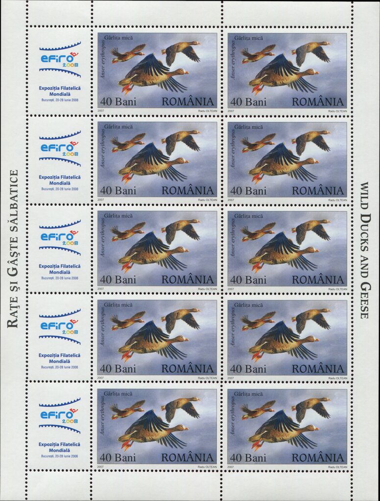 Lesser White-fronted Goose (Anser erythropus)