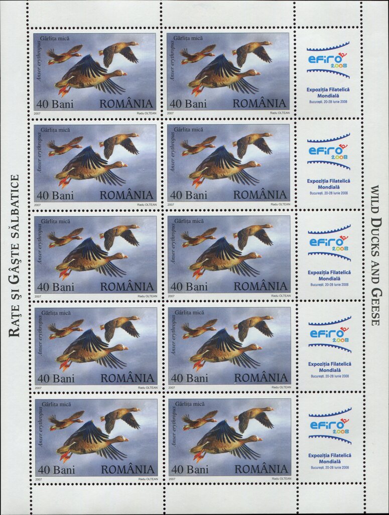 Lesser White-fronted Goose (Anser erythropus)