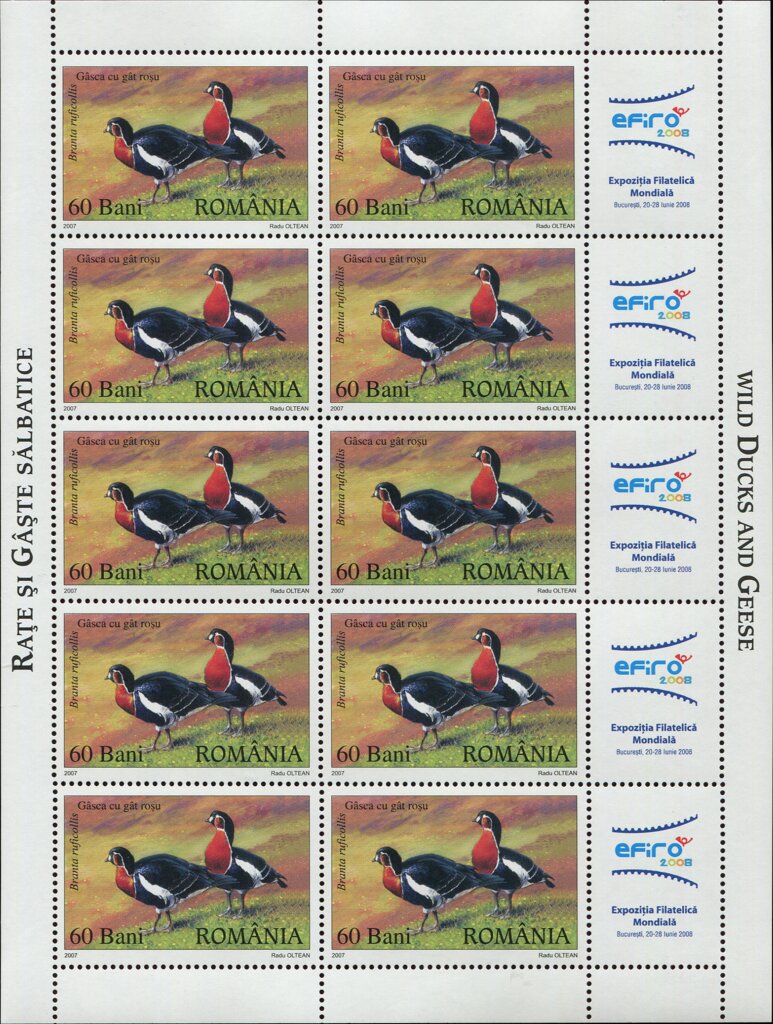 Red-breasted Goose (Branta ruficollis)