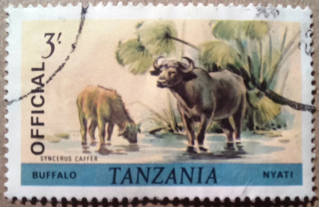 Water Buffalo