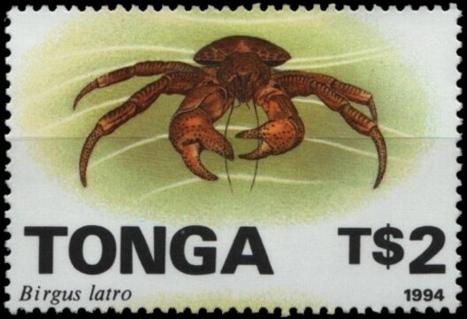 Coconut Crab (Birgus latro)
