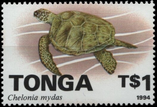 Green sea Turtle (Chelonia mydas)