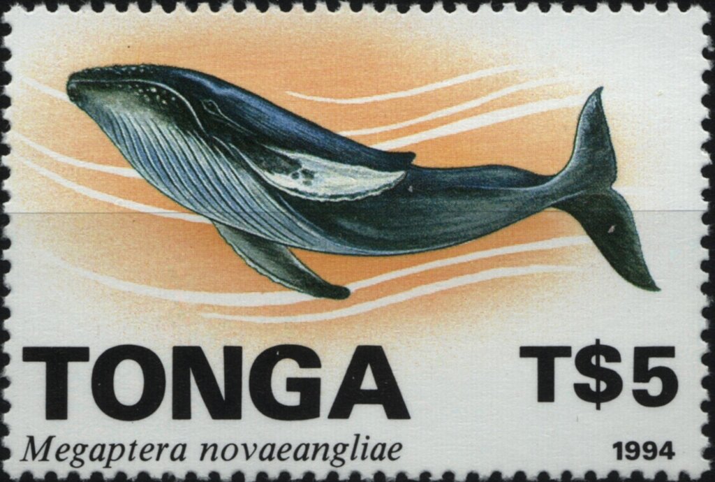 Humpback whale (Megaptera novaeangliae)