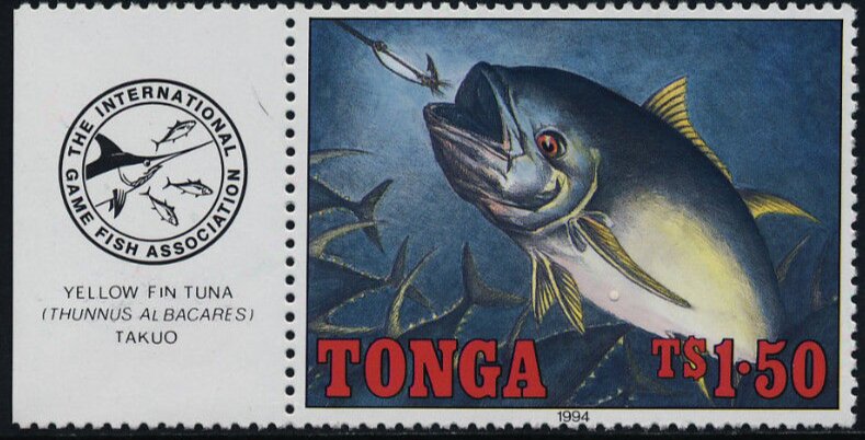 Yellow fin Tuna (Thunnus albacares)