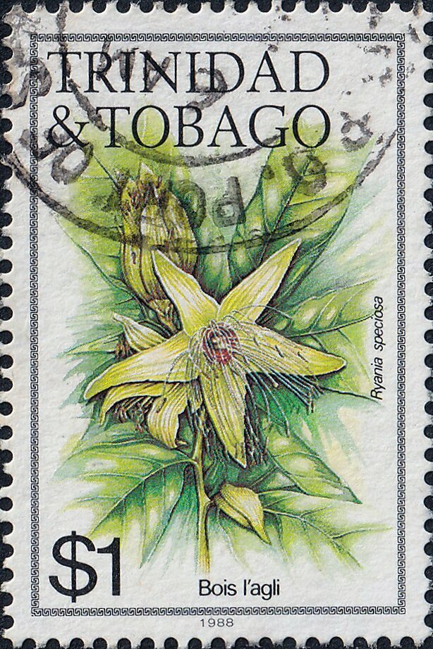 Bois L'aglio (Ryania speciosa)