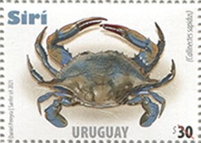 Atlantic Blue Crab (Callinectes sapidus)
