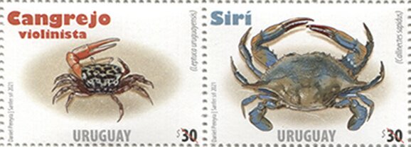 Crab Species of Uruguay