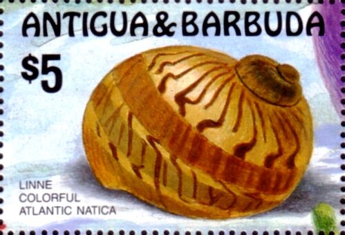 Colorful Atlantic Moonshell (Natica canrena)