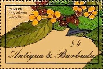 Dozakle (Chrysothemis pulchella)