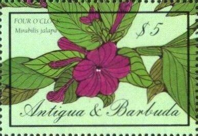 Stamp, Four O Clock (Mirabilis jalapa), Antigua and Barbuda,  