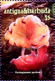 Pyrrhoglossum pyrrhum