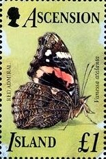 Red Admiral (Vanessa atalanta)