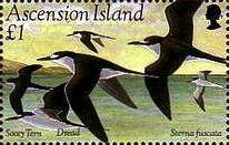 Sooty Tern (Sterna fuscata) - flock