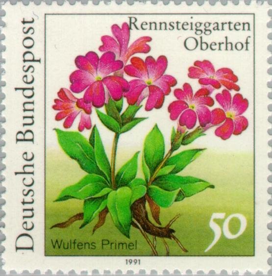 Primula wulfeniana