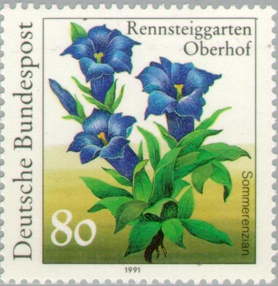 Gentiana septemfida