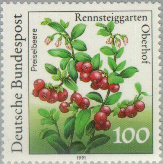 Vaccinium vitis-idaea