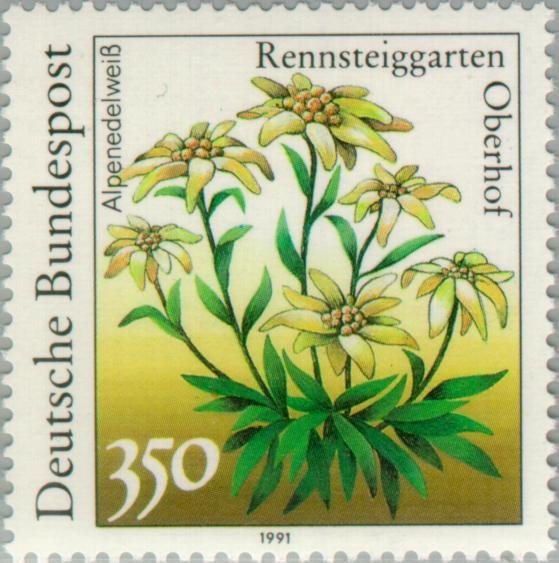 Edelweiss