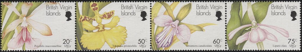 Orchids
