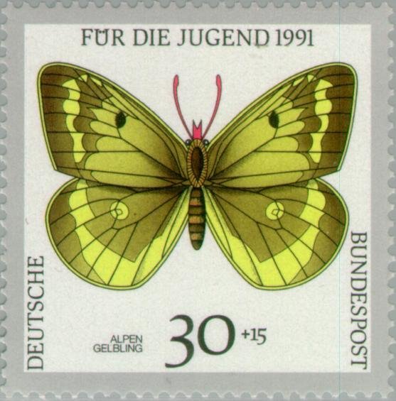 Mountain Clouded Yellow (Colias phicomone)