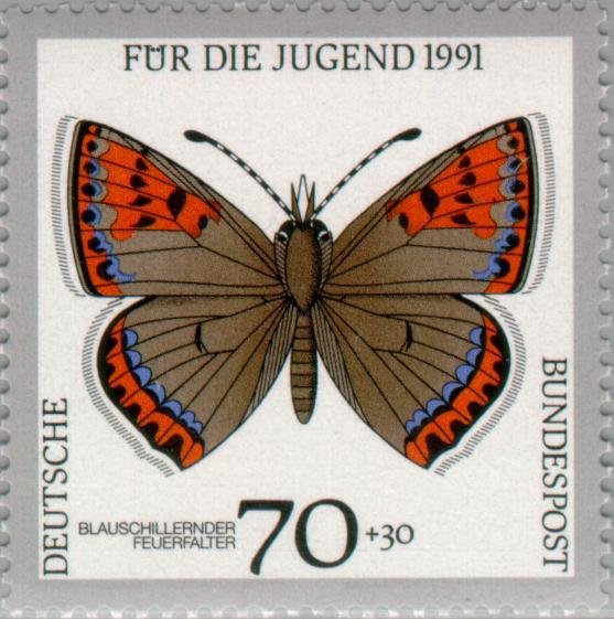 Violet Copper (Lycaena helle)