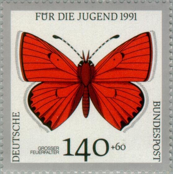 Large Copper (Lycaena dispar)