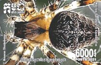 Araneus diadematus