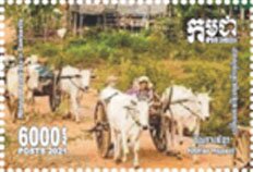 Cattle Along Road