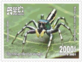 Cosmophasis umbratica